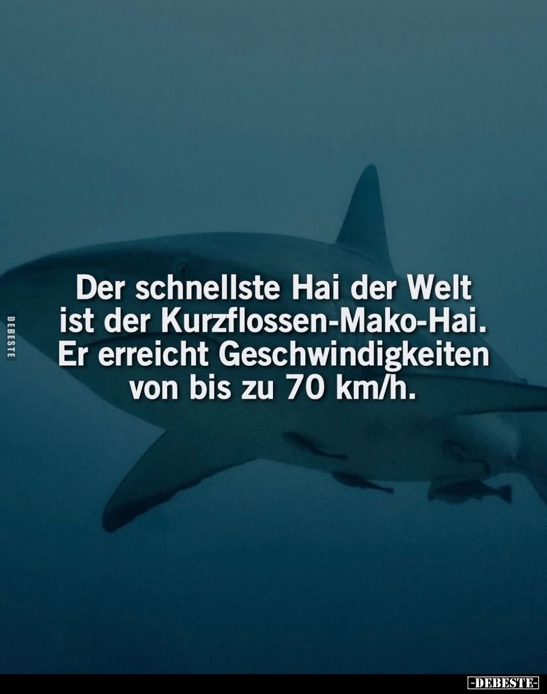 Der schnellste Hai der Welt ist der Kurzflossen-Mako-Hai.
Er erreicht Geschwindigkeiten von bis zu 70 km/h.