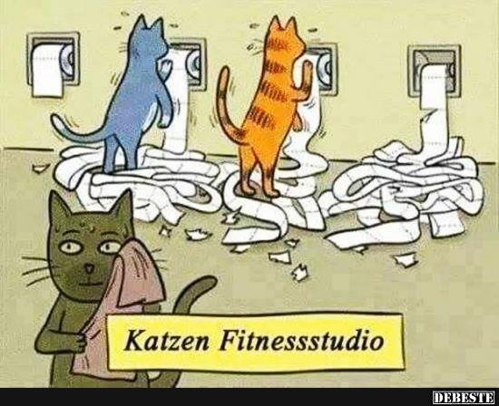 Katzen Fitnessstudio..