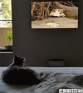 Katzen-Fernsehen.. - Lustige Bilder | DEBESTE.de