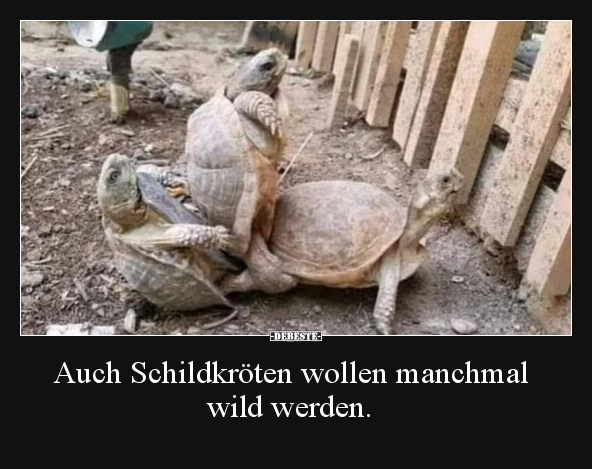 Auch Schildkröten wollen manchmal wild werden... - Lustige Bilder | DEBESTE.de