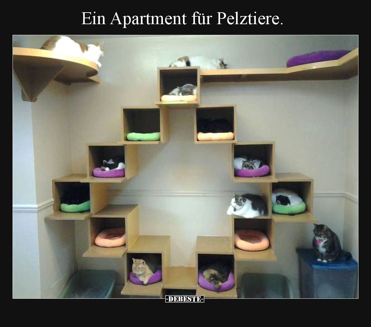 Ein Apartment für Pelztiere.