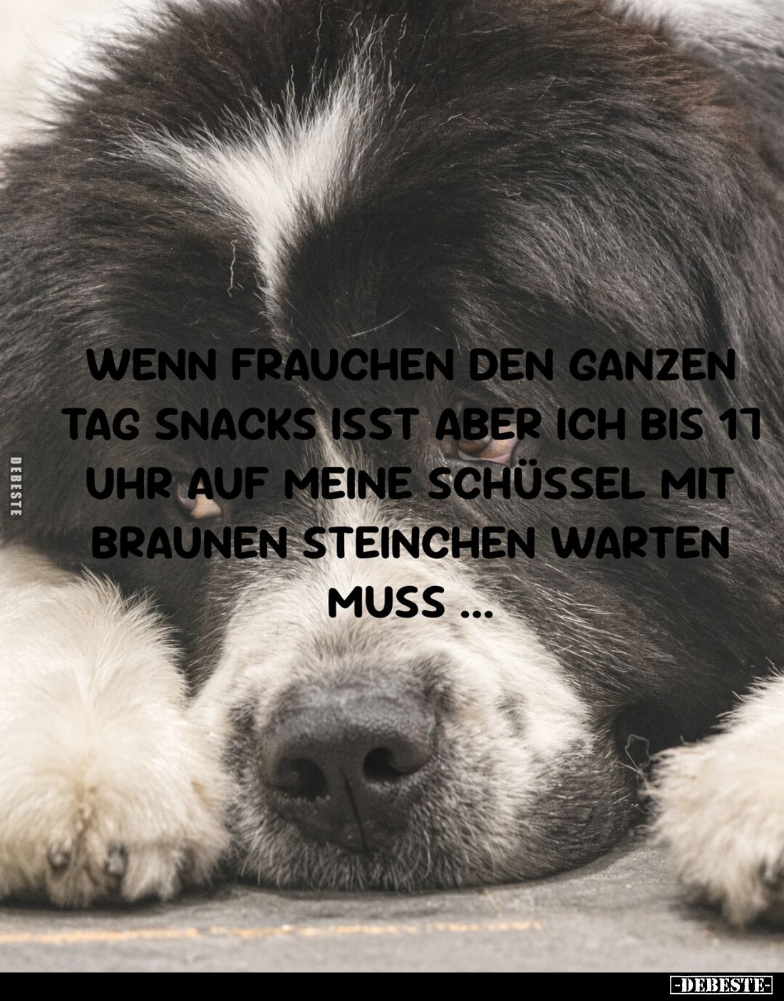 Wenn Frauchen den ganzen Tag Snacks isst aber ich bis 17 Uhr auf meine Schüssel mit braunen Steinchen warten muss ...