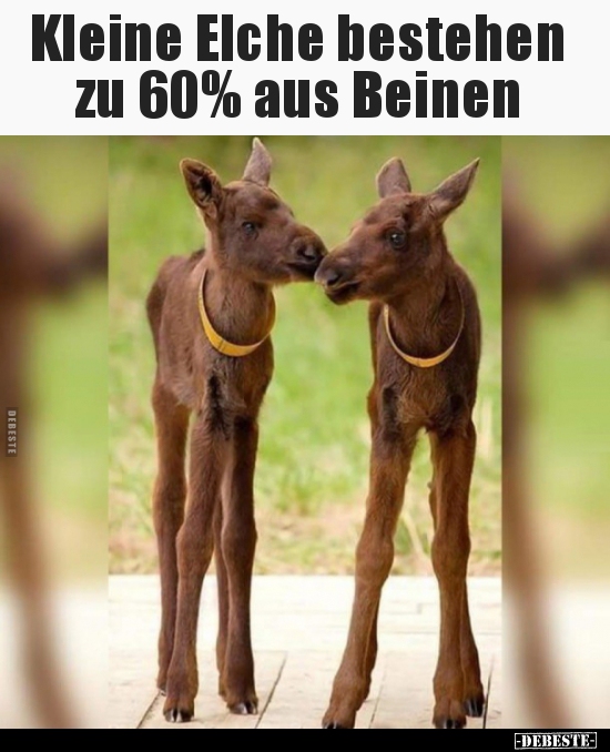 Kleine Elche bestehen zu 60% aus Beinen.. - Lustige Bilder | DEBESTE.de