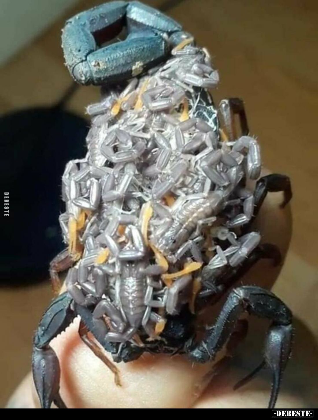 Mutterschiff.. - Lustige Bilder | DEBESTE.de