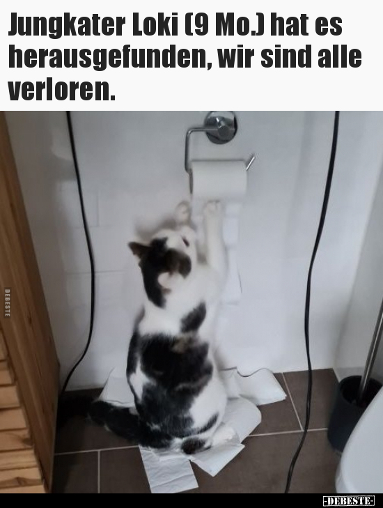 Jungkater Loki (9 Mo.) hat es herausgefunden, wir sind alle verloren.