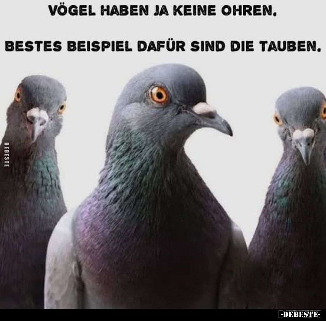 Vögel haben ja keine Ohren.
Bestes Beispiel dafür sind die Tauben.