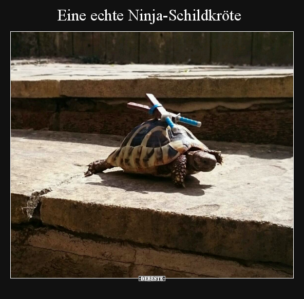 Eine echte Ninja-Schildkröte.. - Lustige Bilder | DEBESTE.de