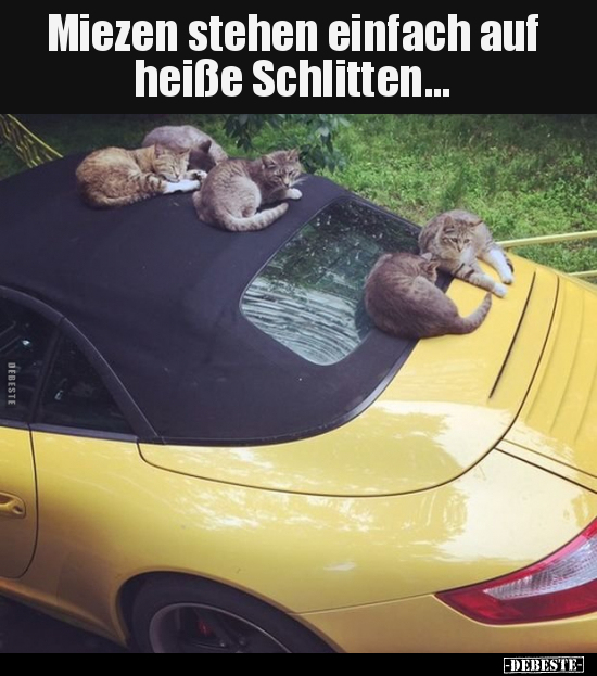 Miezen stehen einfach auf heiße Schlitten... - Lustige Bilder | DEBESTE.de