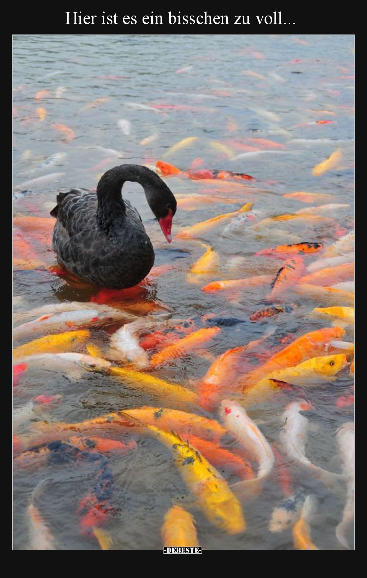 Hier ist es ein bisschen zu voll