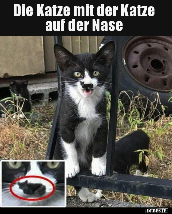 Die Katze mit der Katze auf der Nase.. - Lustige Bilder | DEBESTE.de
