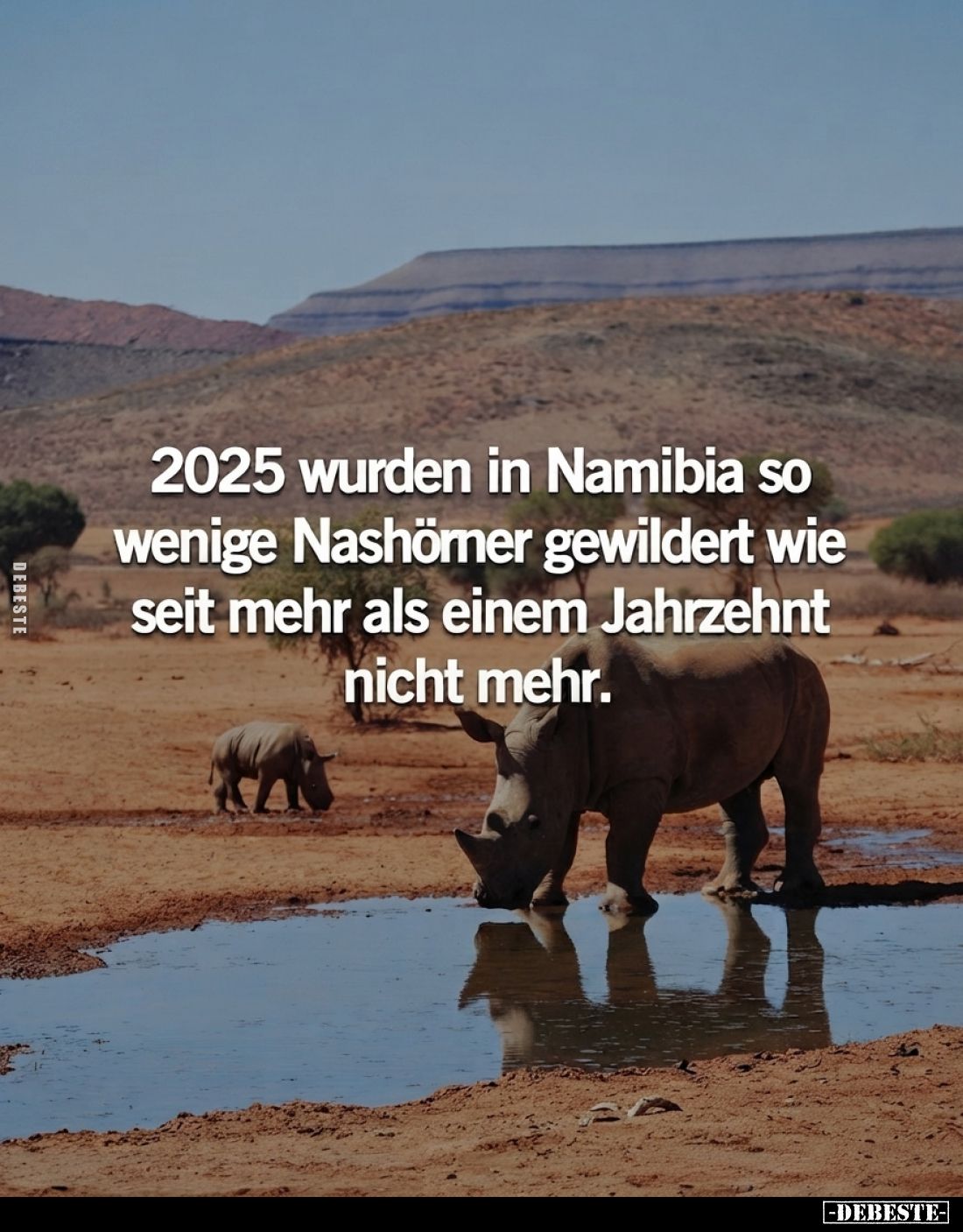 2025 wurden in Namibia so wenige Nashörner gewildert wie seit mehr als einem Jahrzehnt nicht mehr.