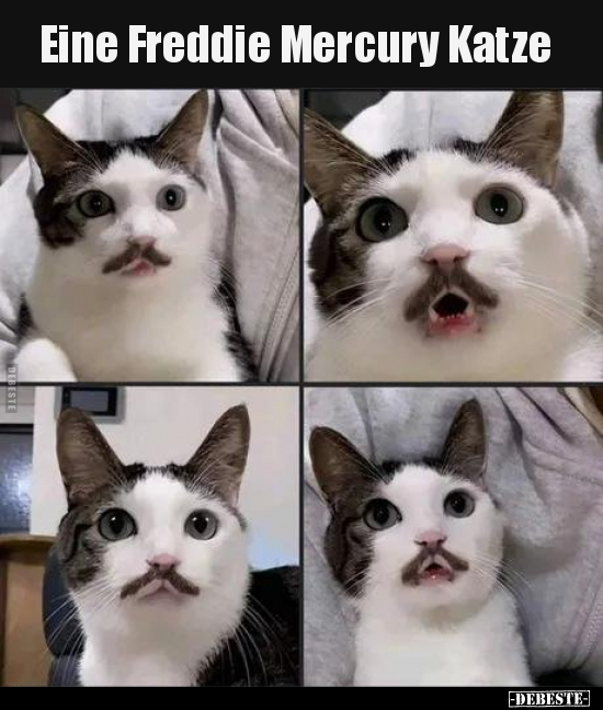 Eine Freddie Mercury Katze.. - Lustige Bilder | DEBESTE.de