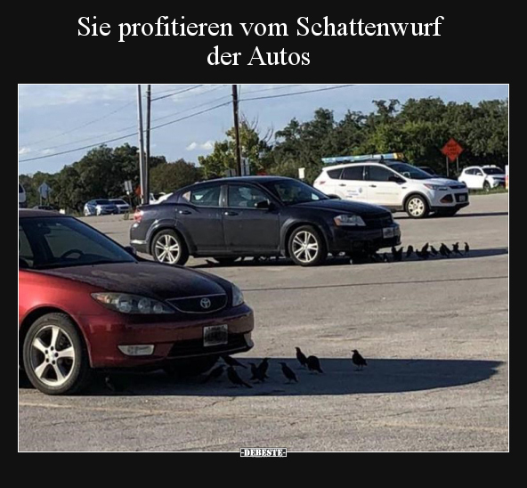 Sie profitieren vom Schattenwurf der Autos.. - Lustige Bilder | DEBESTE.de