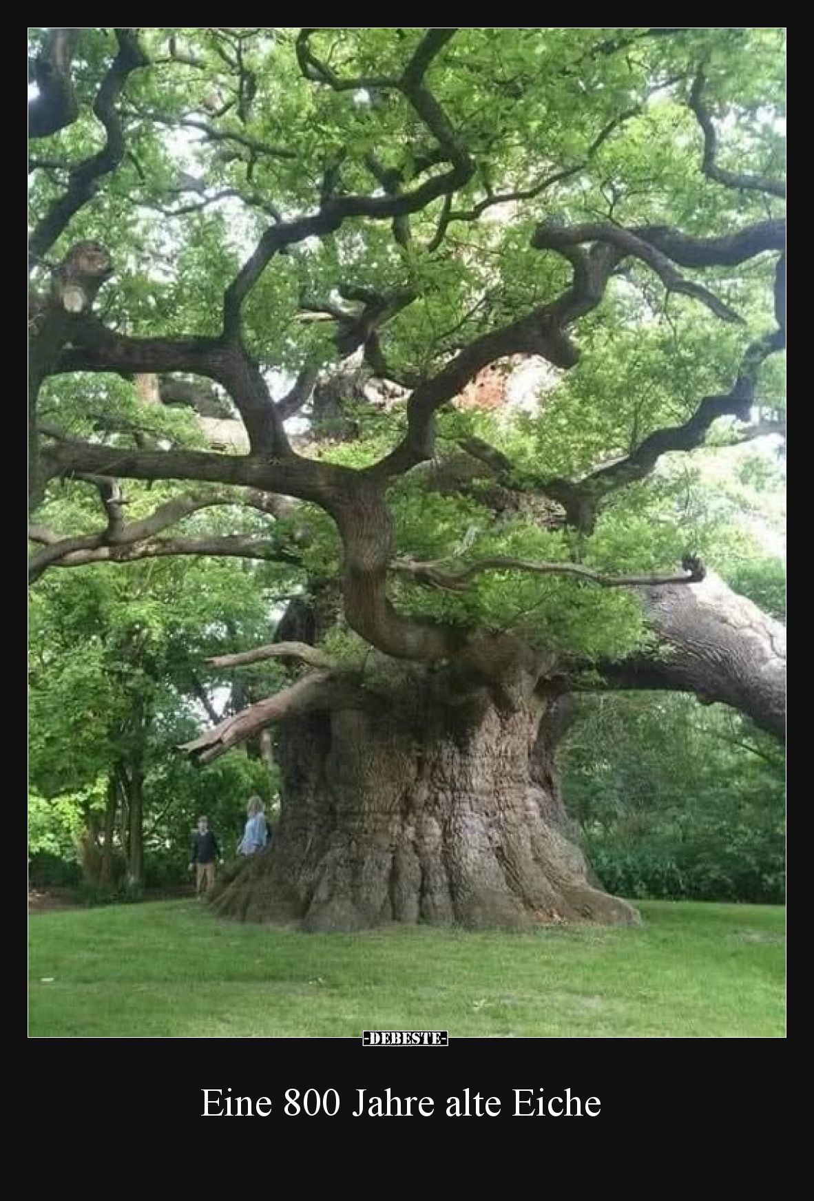 Eine 800 Jahre alte Eiche