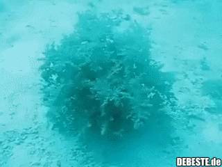 Eine Meerespflanze, die bei Berührung verschwindet. - Lustige Bilder | DEBESTE.de