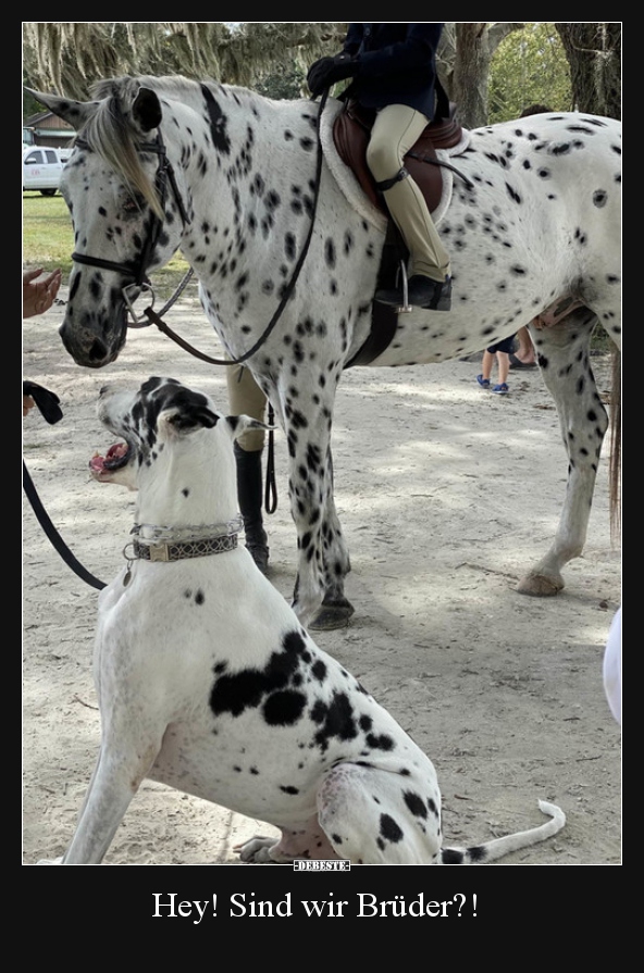 Hey! Sind wir Brüder?!..