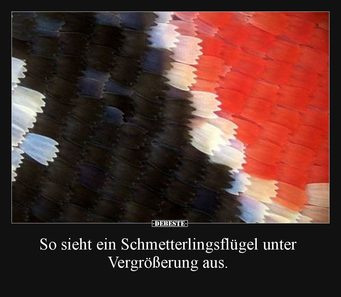 So sieht ein Schmetterlingsflügel unter Vergrößerung aus.