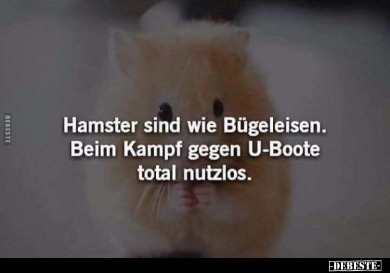 Hamster, Bügeleisen