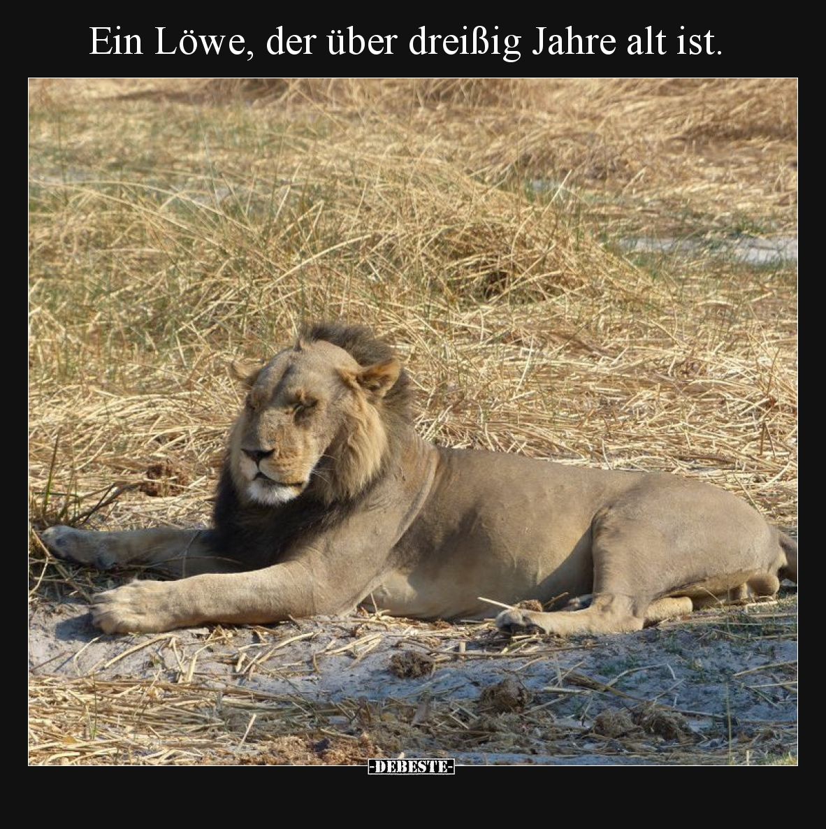 Ein Löwe, der über dreißig Jahre alt ist.