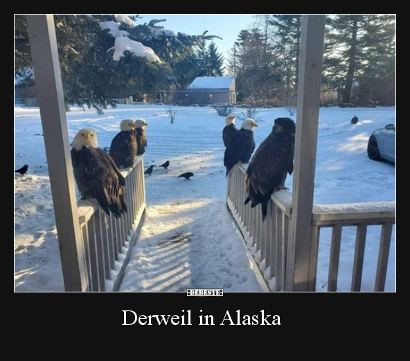 Derweil in Alaska..
