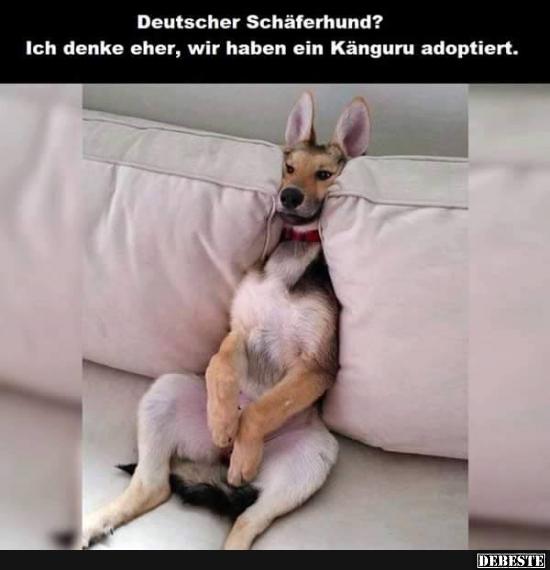 Deutscher Schäferhund? - Lustige Bilder | DEBESTE.de