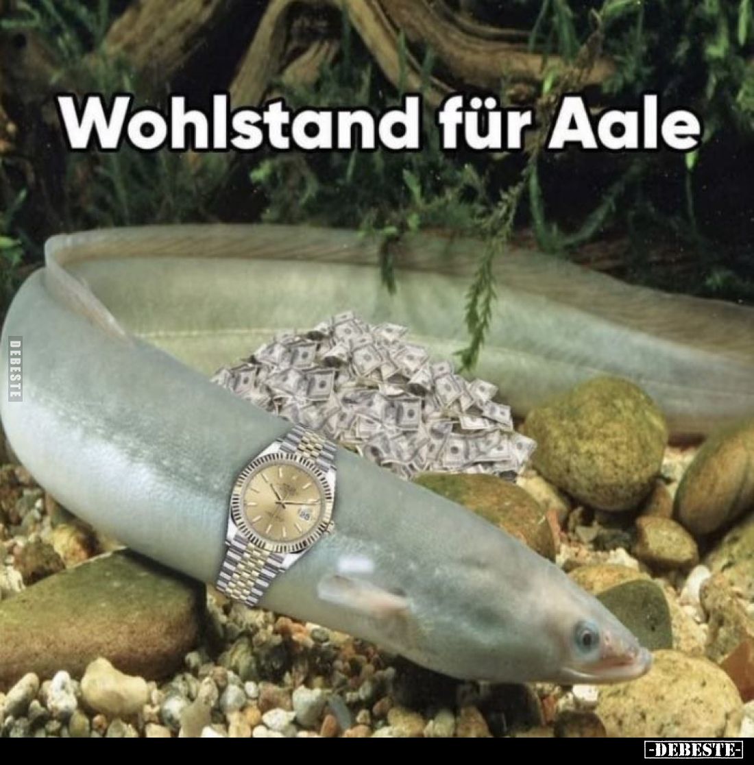 Wohlstand für Aale