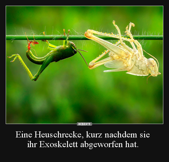 Eine Heuschrecke, kurz nachdem sie ihr Exoskelett.. - Lustige Bilder | DEBESTE.de