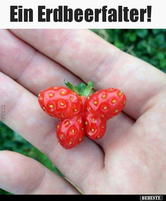 Ein Erdbeerfalter!..