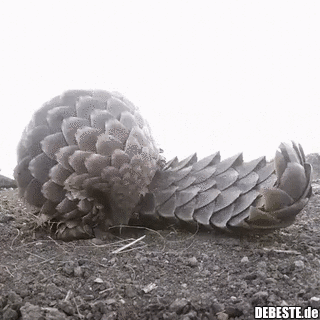 Zunge des Schuppentiers.