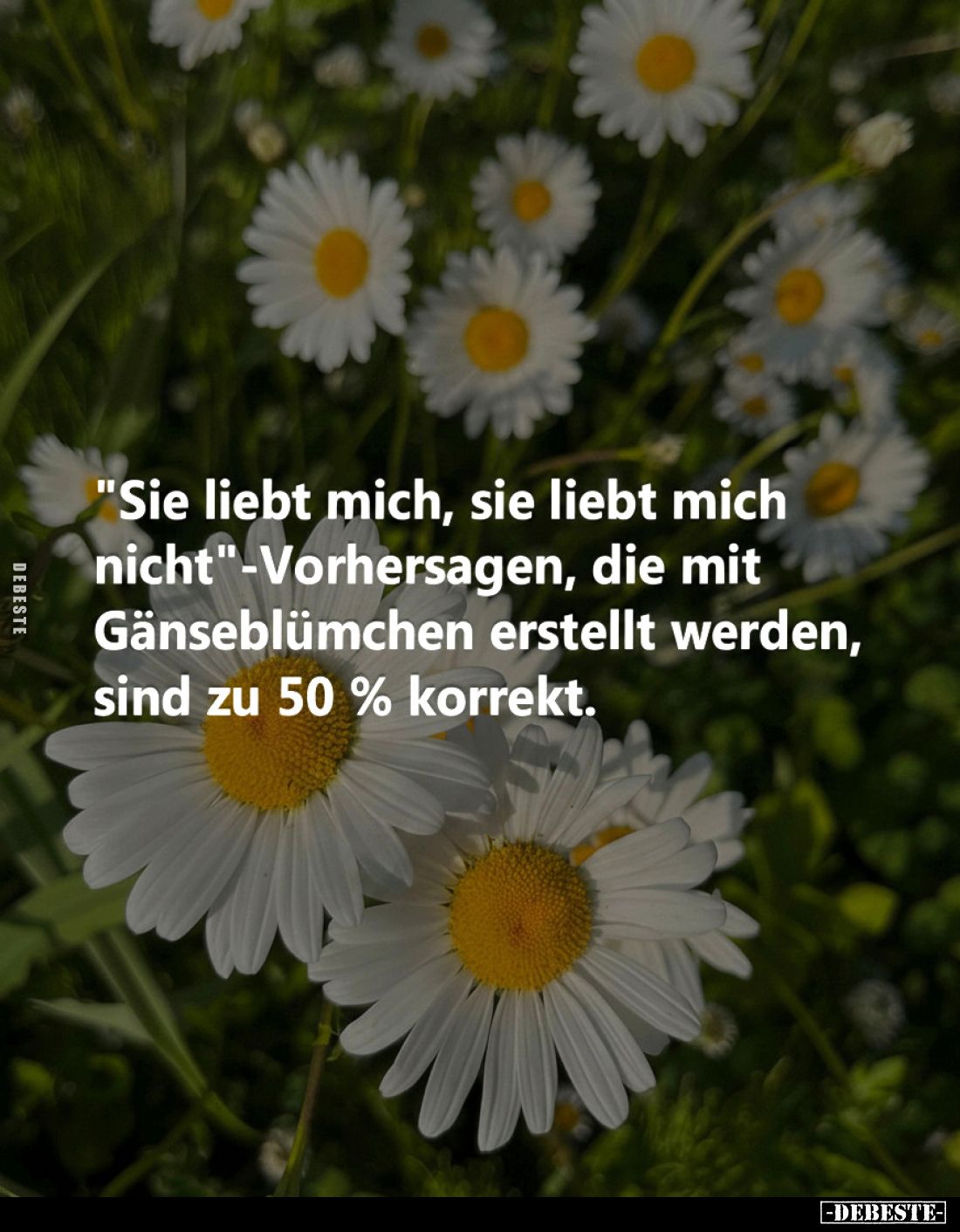 "Sie liebt mich, sie liebt mich nicht"-Vorhersagen, die mit Gänseblümchen erstellt werden, sind zu 50% korrekt.