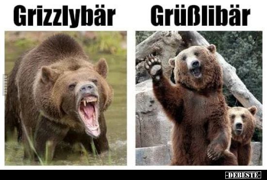 Grizzlybär

Grüßlibär.