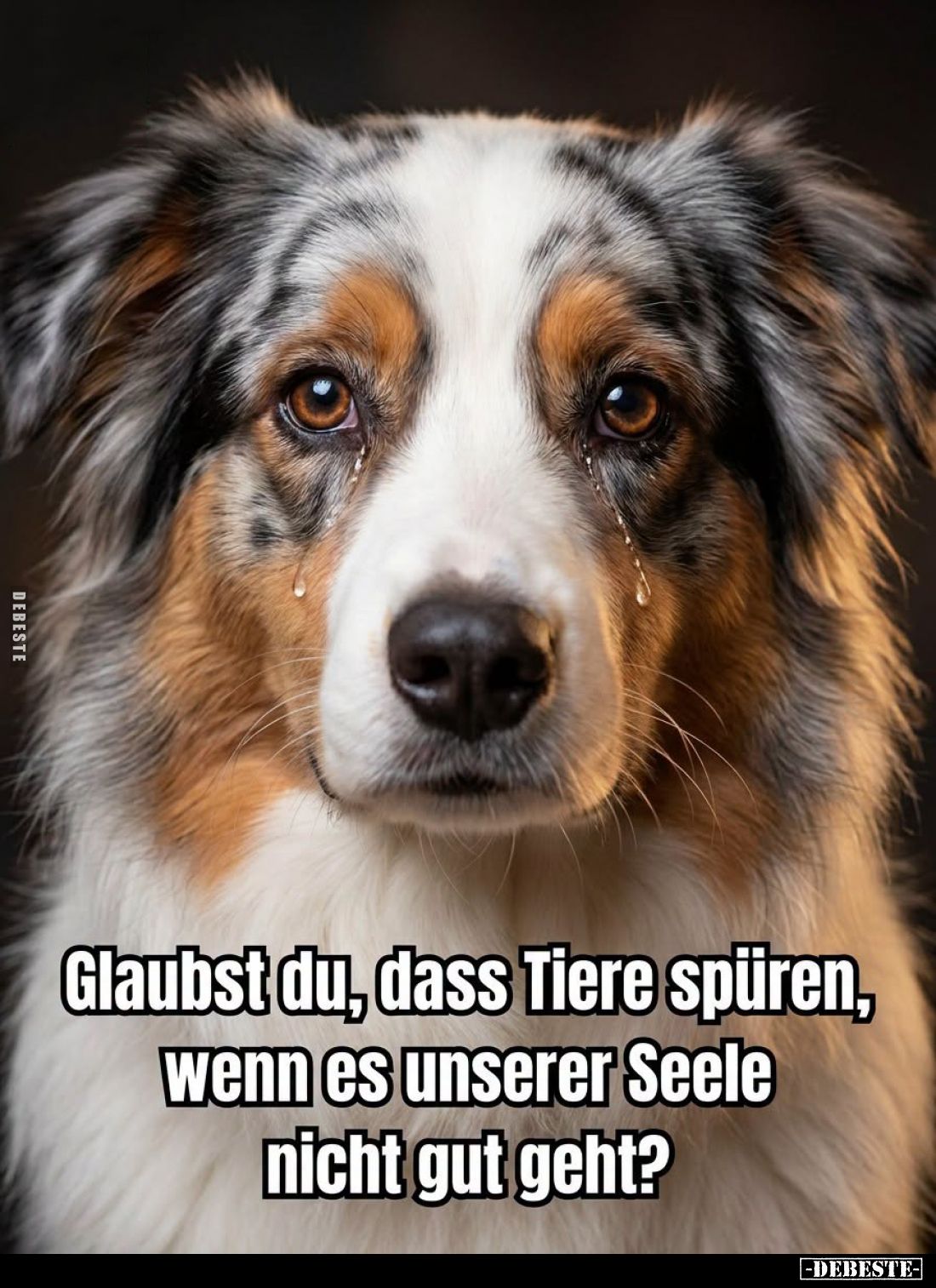 Glaubst du, dass Tiere spüren, wenn es unserer Seele nicht gut geht?