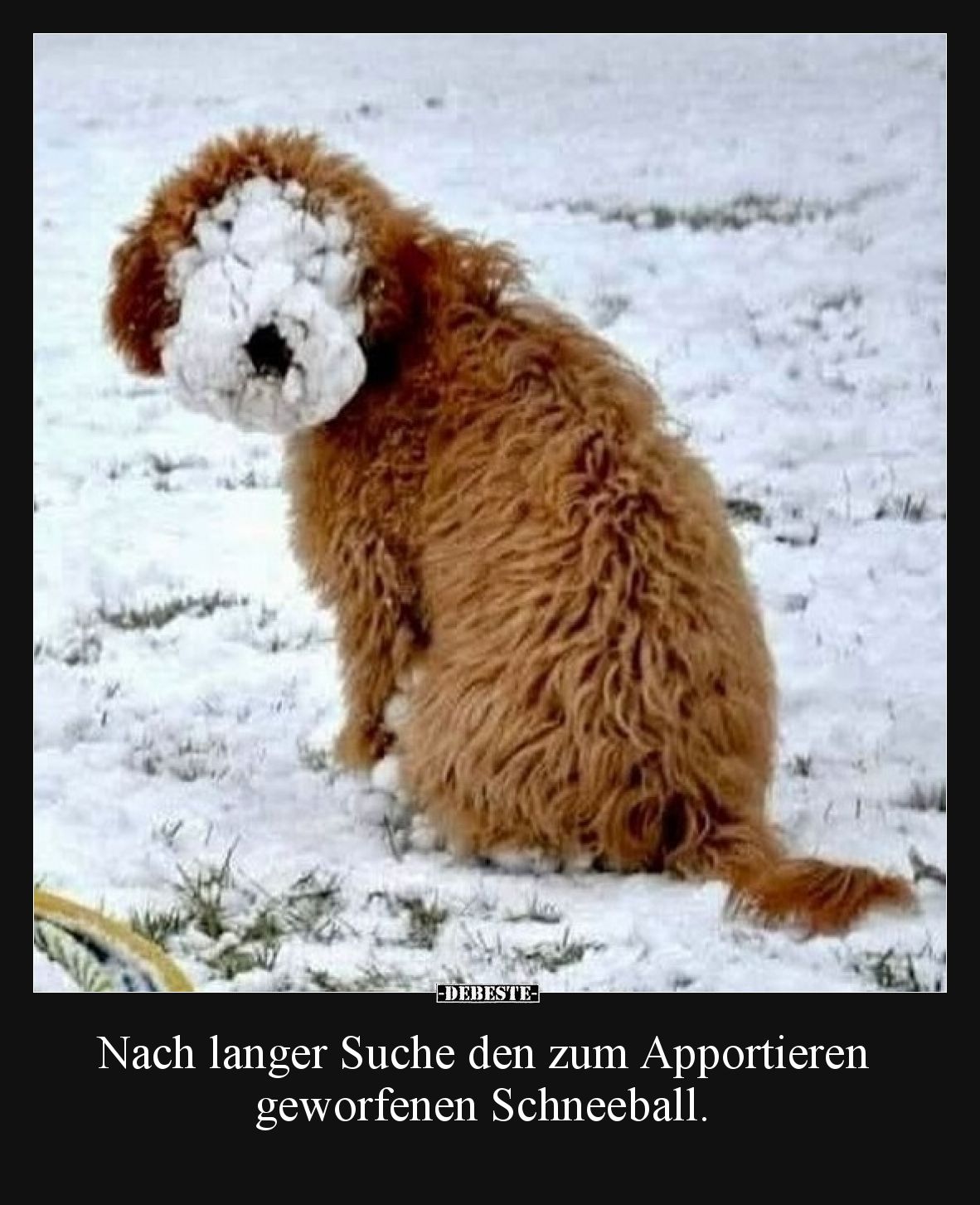 Nach langer Suche den zum Apportieren geworfenen Schneeball.