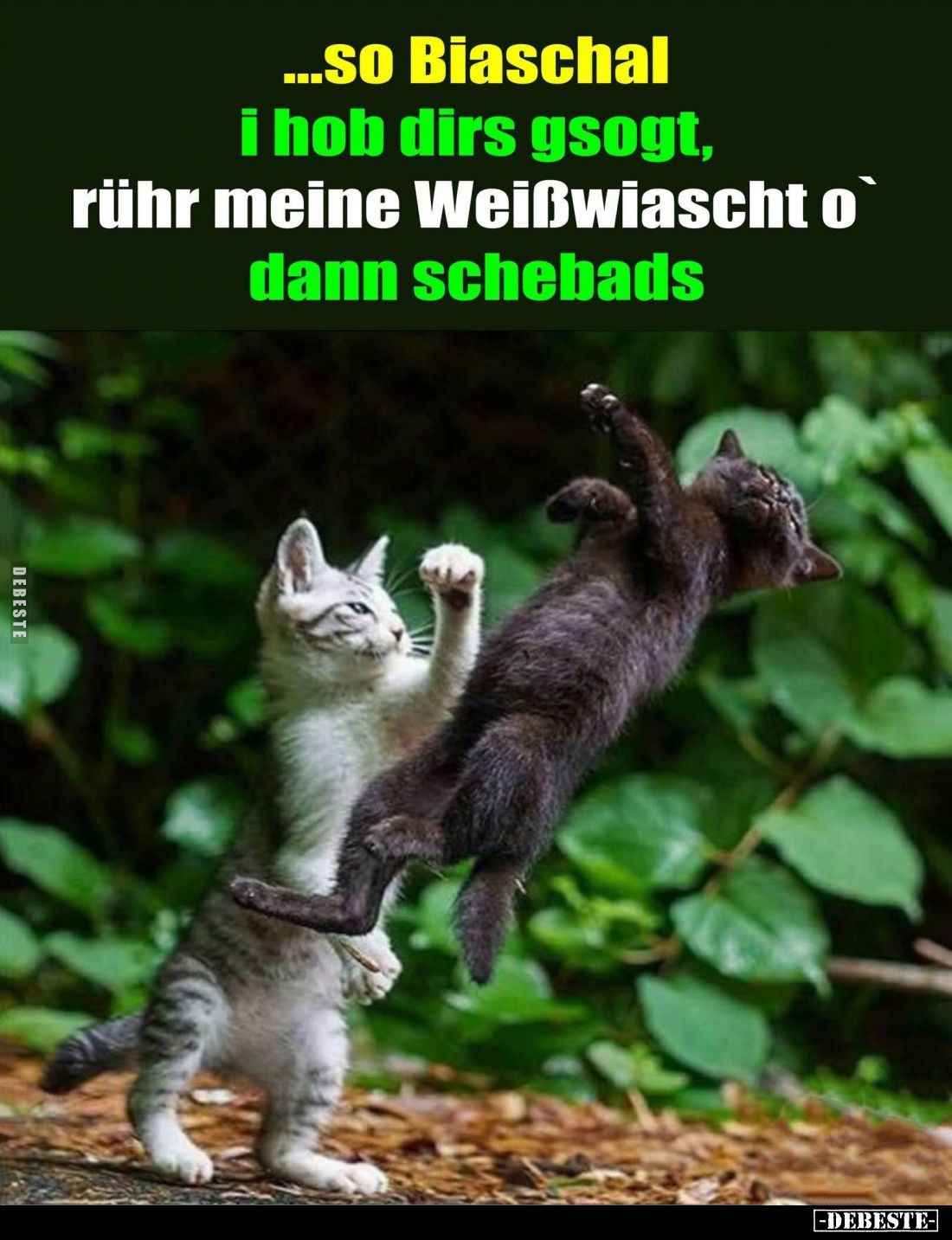 So Biaschal. I hob dirs gsogt, rühr meine Weißwiascht o`
dann schebads.