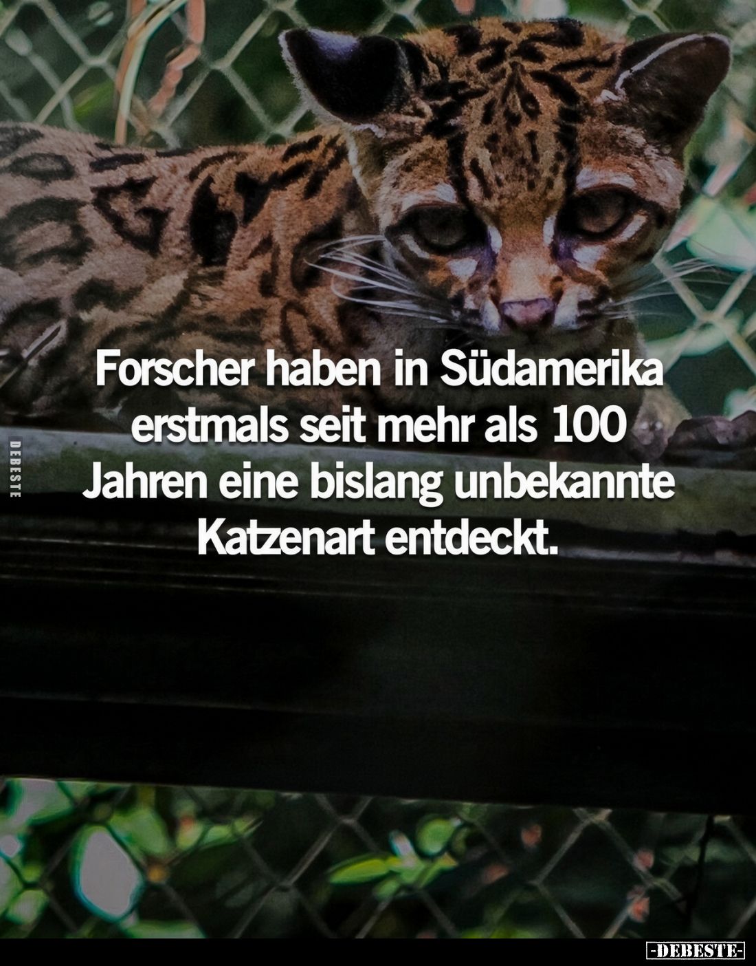 Forscher haben in Südamerika erstmals seit mehr als 100 Jahren eine bislang unbekannte Katzenart entdeckt.