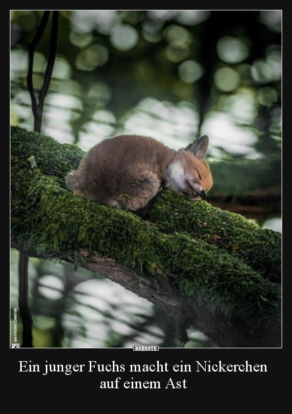 Ein junger Fuchs macht ein Nickerchen auf einem Ast.. - Lustige Bilder | DEBESTE.de