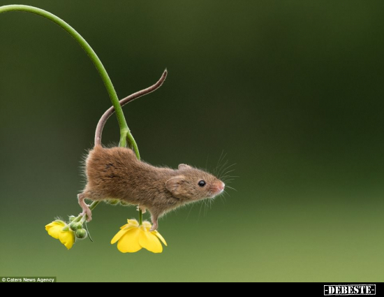  - Lustige Bilder | DEBESTE.de