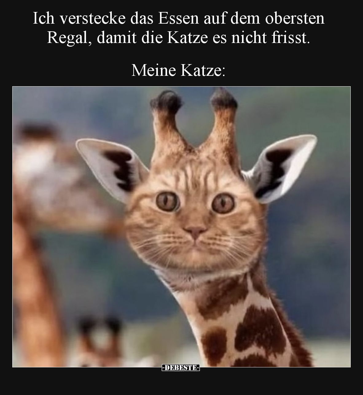 Ich verstecke das Essen auf dem obersten Regal, damit die Katze es nicht frisst.  Meine Katze: