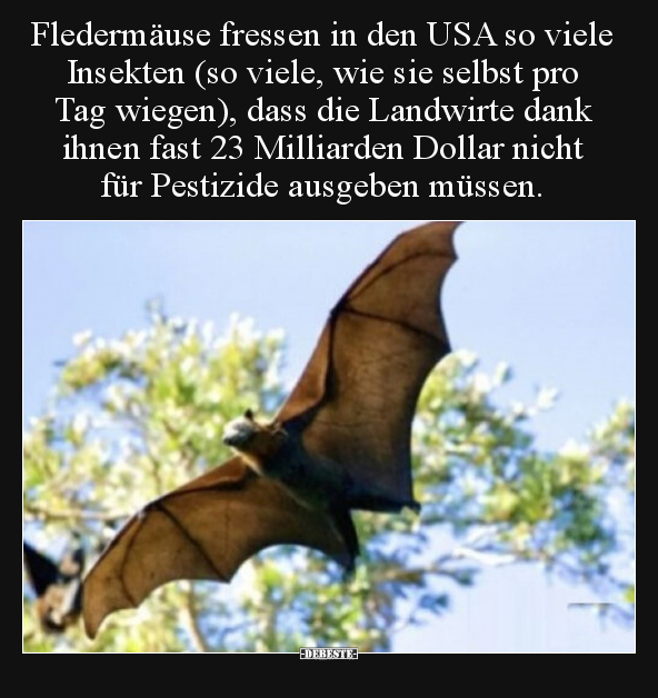 Fledermäuse fressen in den USA so viele Insekten (so viele.. - Lustige Bilder | DEBESTE.de