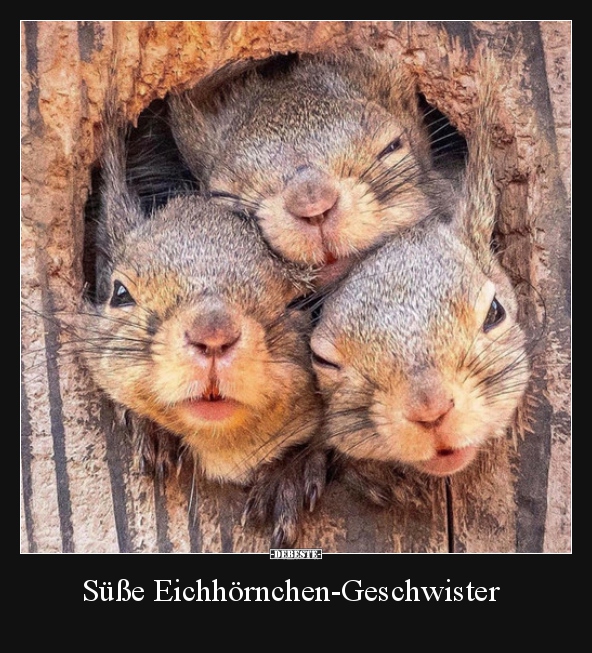 Süße Eichhörnchen-Geschwister.. - Lustige Bilder | DEBESTE.de