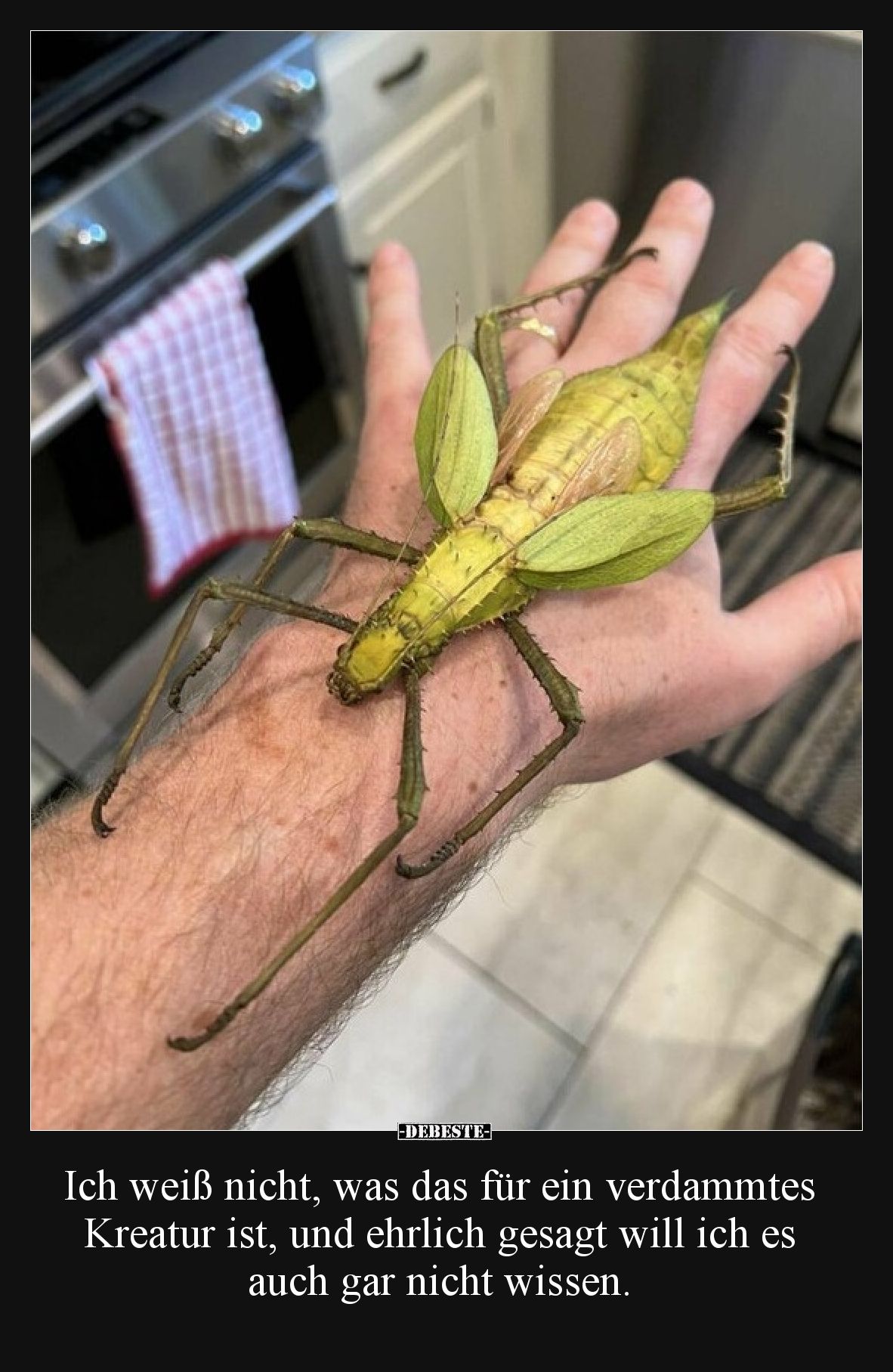 Ich weiß nicht, was das für ein verdammtes Kreatur ist, und ehrlich gesagt will ich es auch gar nicht wissen.