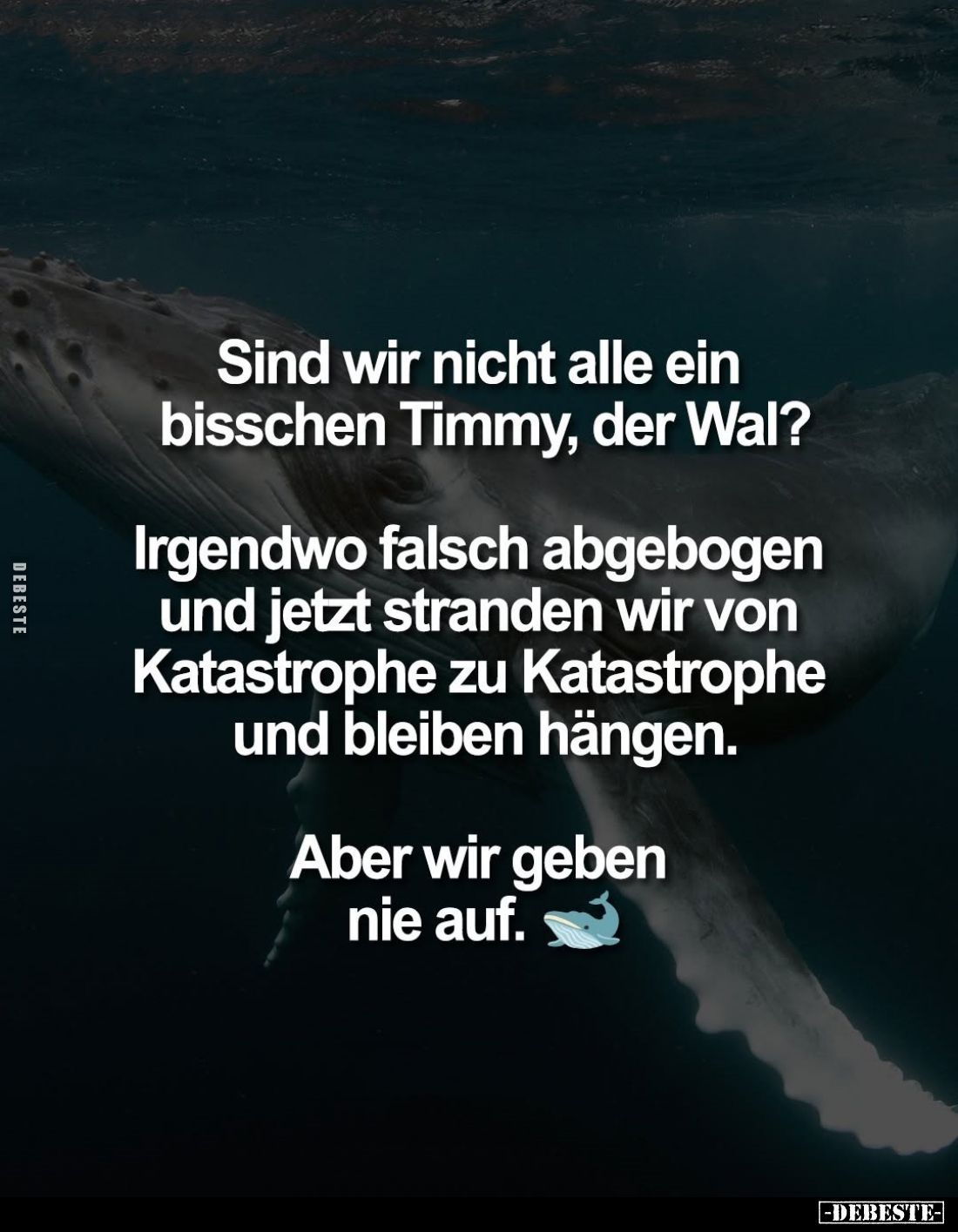 Sind wir nicht alle ein bisschen Timmy, der Wal?
Irgendwo falsch abgebogen und jetzt stranden wir von Katastrophe zu Katastr...