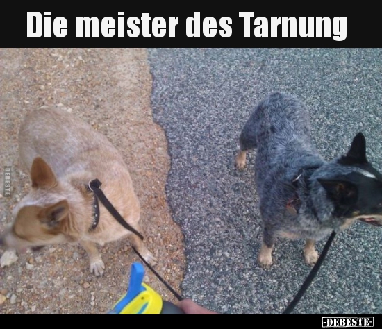 Die meister des Tarnung..
