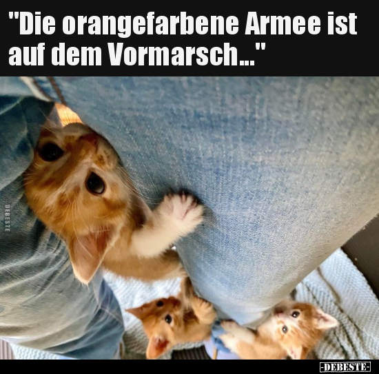 "Die orangefarbene Armee ist auf dem Vormarsch...".. - Lustige Bilder | DEBESTE.de