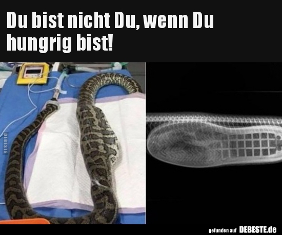 Du bist nicht Du, wenn Du hungrig bist!..