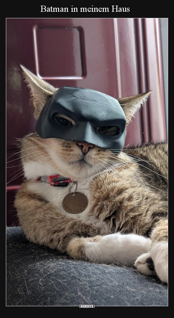 Batman, Katzen