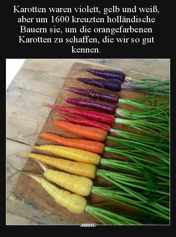 Karotten waren violett, gelb und weiß, aber um 1600.. - Lustige Bilder | DEBESTE.de
