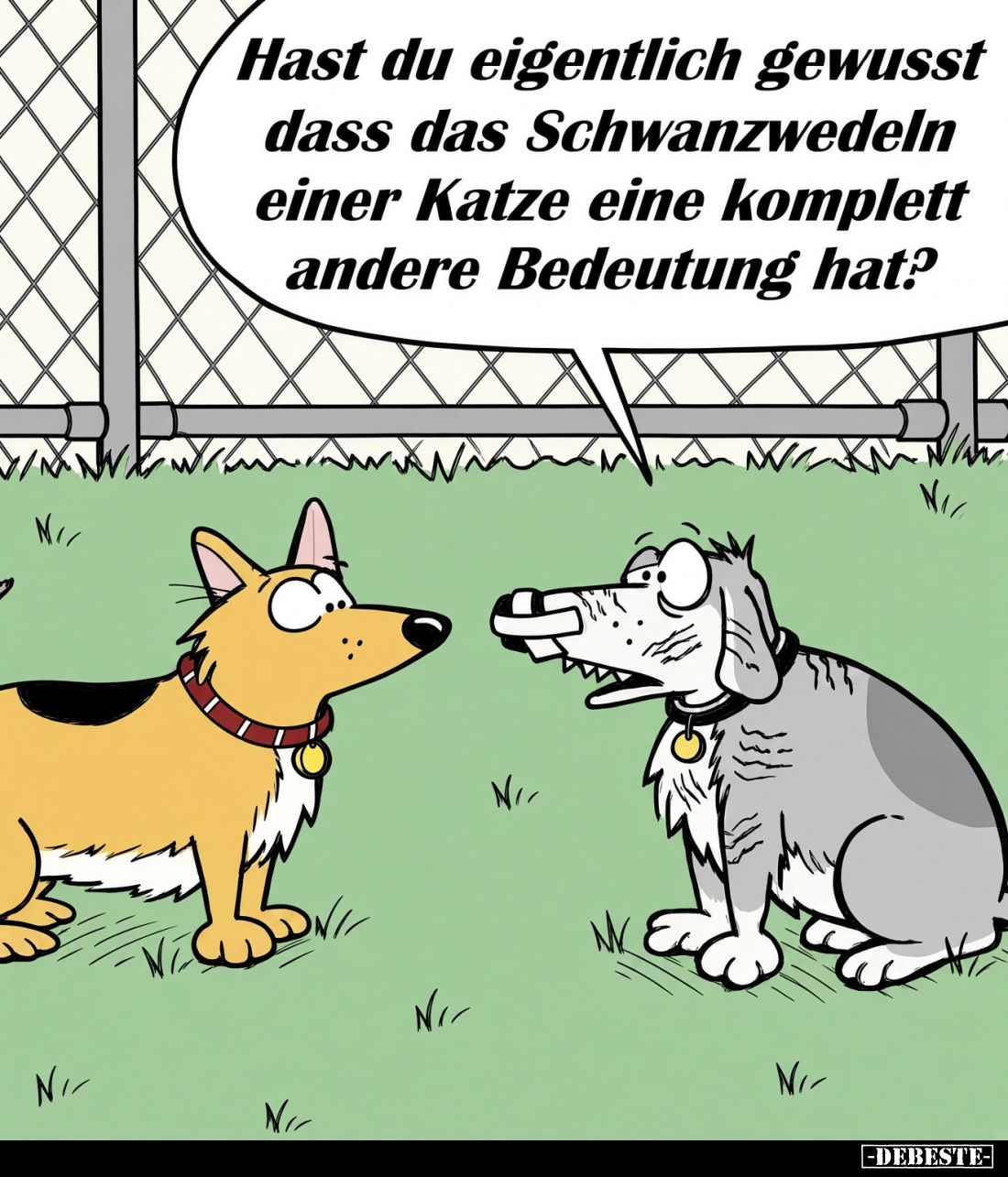Hast du eigentlich gewusst dass das Schwanzwedeln einer Katze eine komplett andere Bedeutung hat?