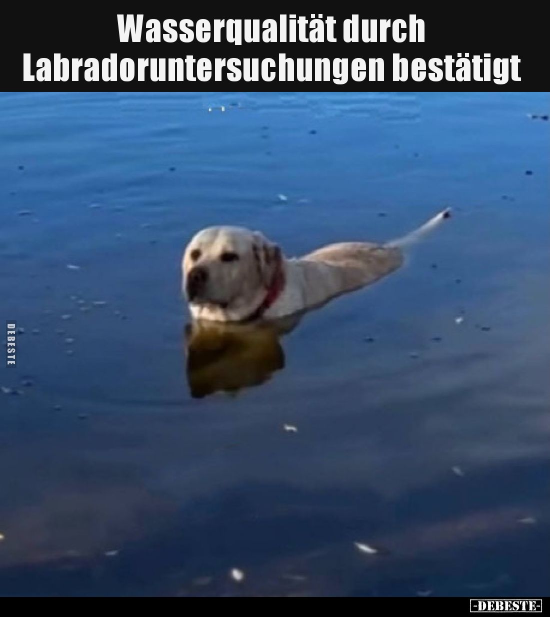 Wasserqualität durch Labradoruntersuchungen bestätigt