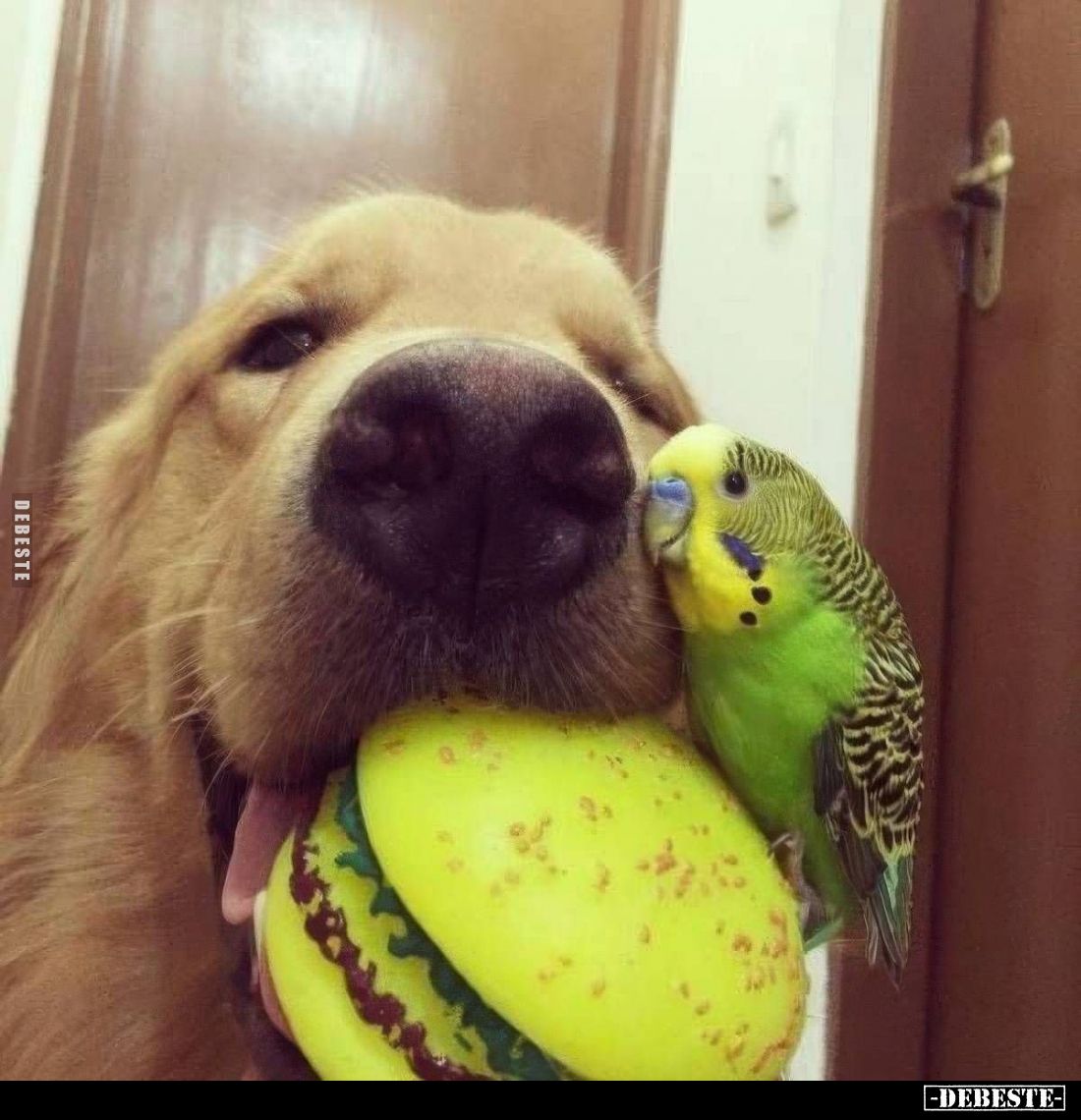  - Lustige Bilder | DEBESTE.de